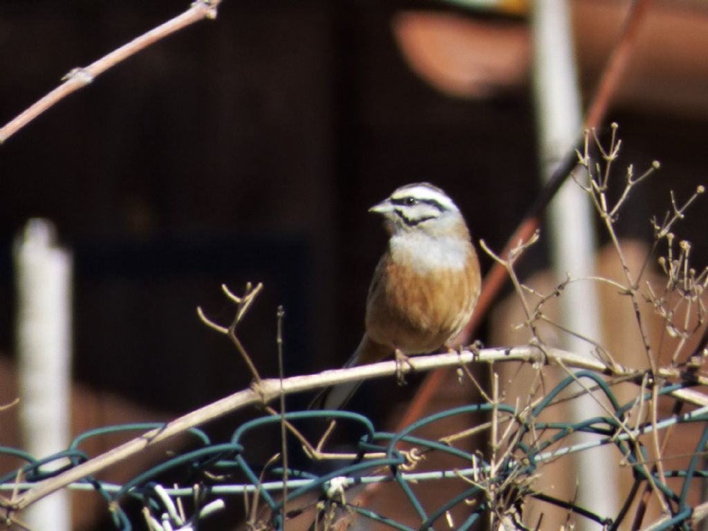 Zigolo muciatto (Emberiza cia)